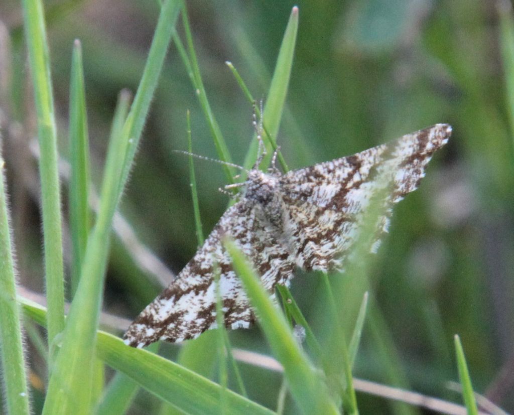 Ematurga atomaria - Geometridae